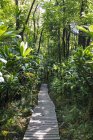 Passerella attraverso la foresta pluviale, Haleakala, Hawaii, Stati Uniti — Foto stock