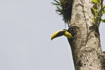 Vista de bajo ángulo del tucán mirando desde el hueco en el árbol, Costa Rica - foto de stock