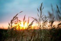 Gros plan des plants de blé avec le ciel couchant — Photo de stock
