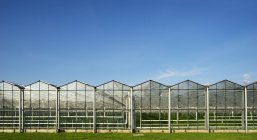 View of row of greenhouses and blue sky — Stock Photo