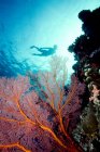 Silhouette de plongeur à travers les coraux — Photo de stock