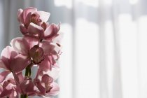 Fiori di orchidea rosa alla luce del sole, primo piano colpo — Foto stock