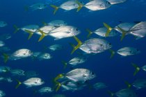Close-up view of fish swimming in school — Stock Photo