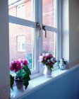 Nahaufnahme der Fensterbank mit Blumen in Keramikvasen — Stockfoto