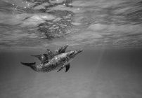 Nuoto di delfini maculati atlantici — Foto stock