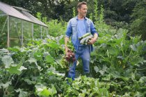 Mann pflückt Zucchini und Rote Bete auf Schrebergarten — Stockfoto