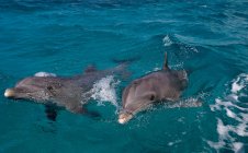 Dos delfines nariz de botella atlánticos nadando en agua azul - foto de stock