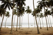 Palm trees on sandy beach — Stock Photo