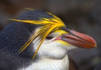 Royal Penguin, costa noreste de la isla Macquarie, Océano del Sur - foto de stock
