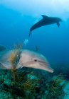 Два дельфина, плавающих под водой — стоковое фото