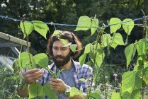 Mitte erwachsener Mann pflückt grüne Bohnen auf Schrebergarten — Stockfoto