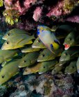 Peixes de escolaridade nadando no recife de coral — Fotografia de Stock