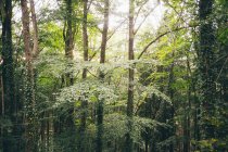 Árvores florestais verdes em luz solar brilhante — Fotografia de Stock