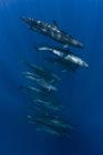 Фальшиві вбивці кити плавають під водою — стокове фото