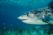 Tiburón tigre nadando bajo el agua - foto de stock