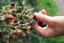 Man picking blackberries — Stock Photo