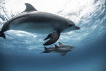 Atlantic spotted dolphins swimming under water — Stock Photo