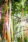 Árbol con cintas de color atadas - foto de stock