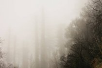 Туман катится над деревьями в лесу — стоковое фото