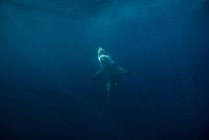 Hai im dunklen Wasser — Stockfoto