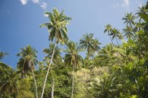 Saftig grüne Palmen am blauen Himmel — Stockfoto