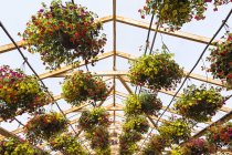 Wopoden framed commercial greenhouse with yellow and red flowers in hanging baskets being grown in containers for sale to distributors and the public in spring, Quebec, Canada — Stock Photo