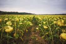 Footpath at sunflower field — Stock Photo