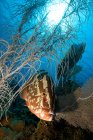 Nassau grouper peixes e corais moles — Fotografia de Stock