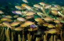 Escolaridade anthias peixe no recife de coral — Fotografia de Stock