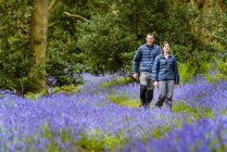 Junge Frau und Mann wandern durch Blauglockenwälder, Pateley Bridge, Nidderdale, Yorkshire Dales — Stockfoto