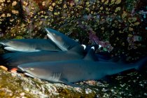 Tiburones descansando en el arrecife de coral, vista submarina - foto de stock