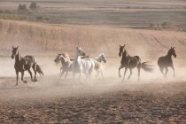 Horses in dusty pen — Stock Photo