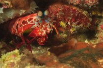 Camarão mantis em coral — Fotografia de Stock