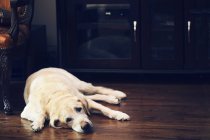 Labrador deitado no chão — Fotografia de Stock