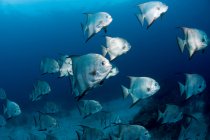School of Atlantic spadefish — Stock Photo