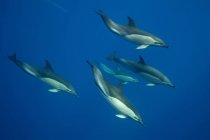 Delfines nadando en aguas tropicales - foto de stock