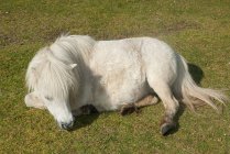 Nuovo pony foresta a riposo in campo — Foto stock