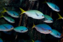 Gruppe Schwarmfische unter Wasser — Stockfoto
