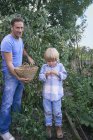 Father and son with picked plums on allotment — Stock Photo