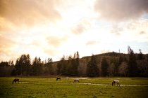 Коні пасуться на зеленому полі під хмарним небом — стокове фото