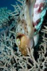 Cuttlefish escondendo ovos no recife, close up shot — Fotografia de Stock
