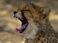 Cheetah cucciolo sbadigliare — Foto stock