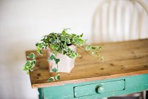 Ivy growing out of plant pot — Stock Photo