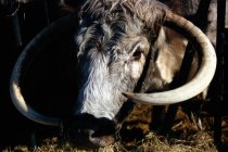Бик з рогом їсть траву в сараї — стокове фото