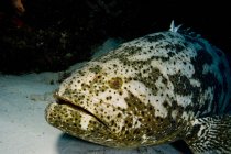 Goliath grouper, вид під водою — стокове фото