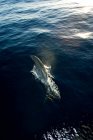 Прыжки дельфинов с воды — стоковое фото