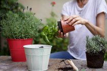 Mid section of mid adult woman potting plants — Stock Photo