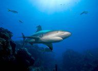 Caribbean reef shark — Stock Photo
