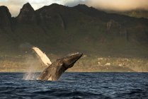 Горбатый кит выпрыгивает из воды — стоковое фото