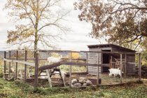 Козы идут за забором — стоковое фото